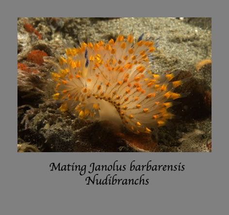 janolus barbarensis nudibranchs